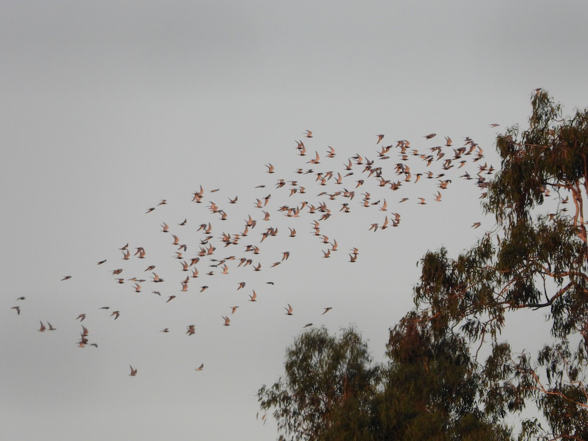 Whiskered Tern - ML646474996