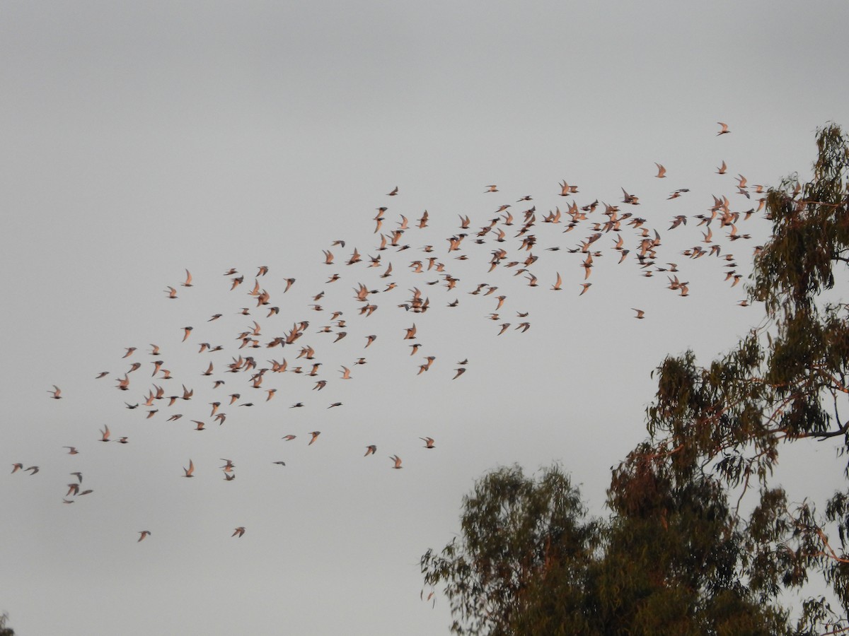 Whiskered Tern - ML646474997
