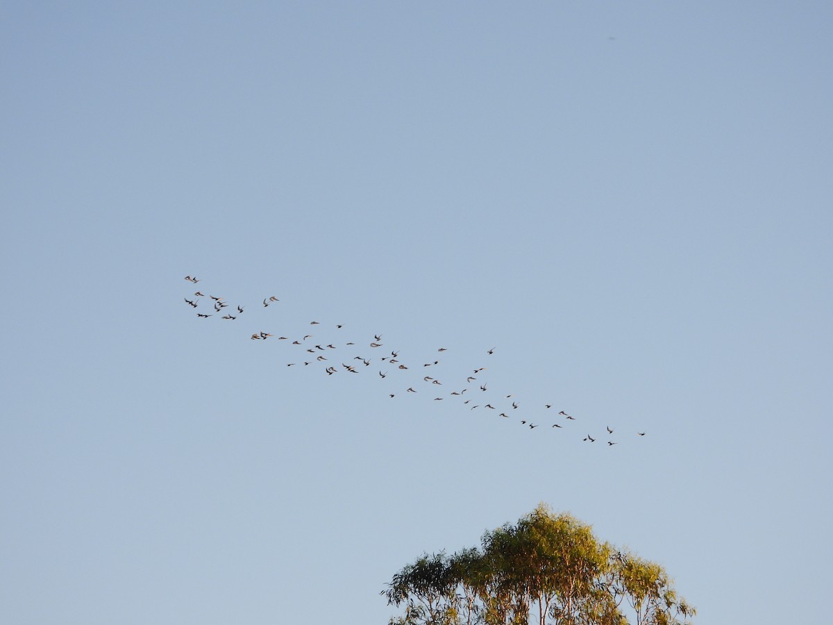 Whiskered Tern - ML646474998