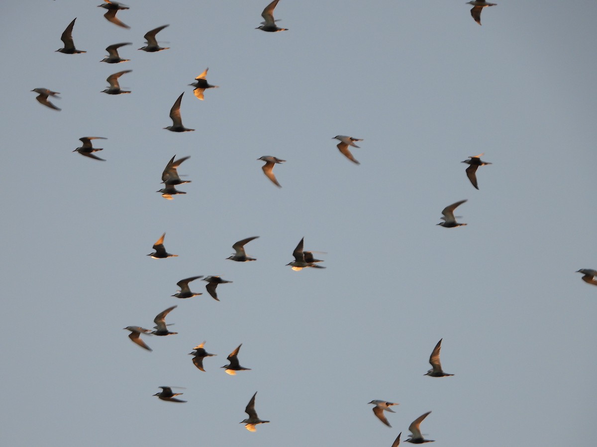 Whiskered Tern - ML646474999