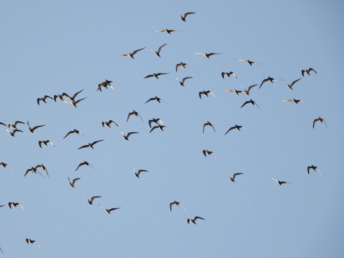 Whiskered Tern - ML646475000