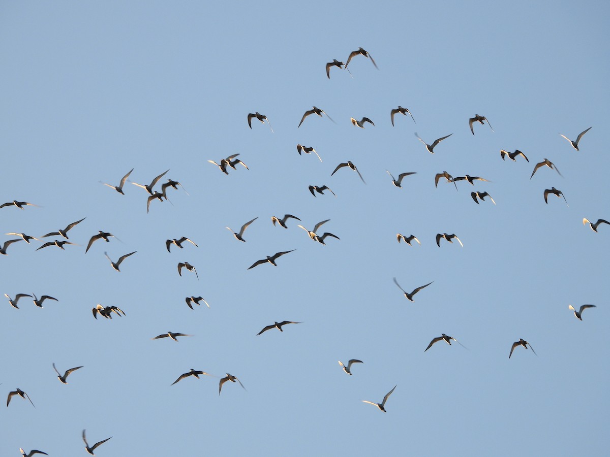 Whiskered Tern - ML646475001