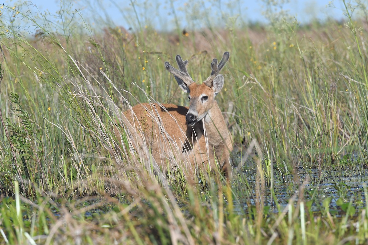 Marsh Deer - ML646475002