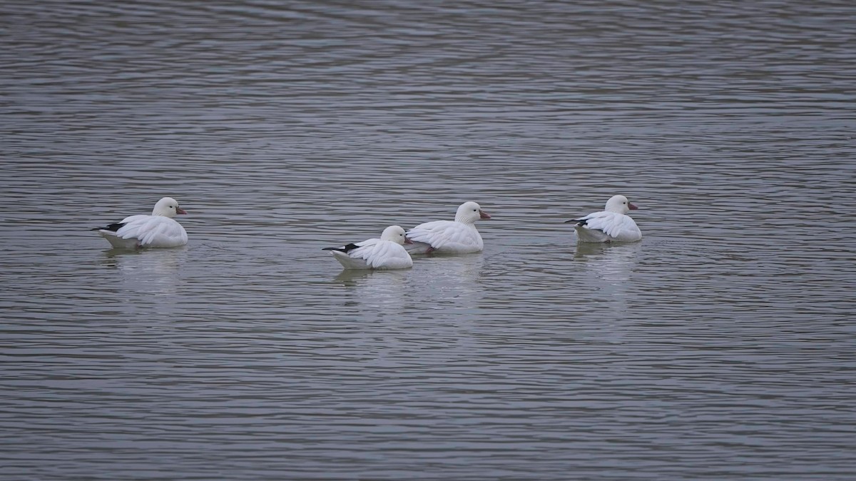 ヒメハクガン - ML646475003