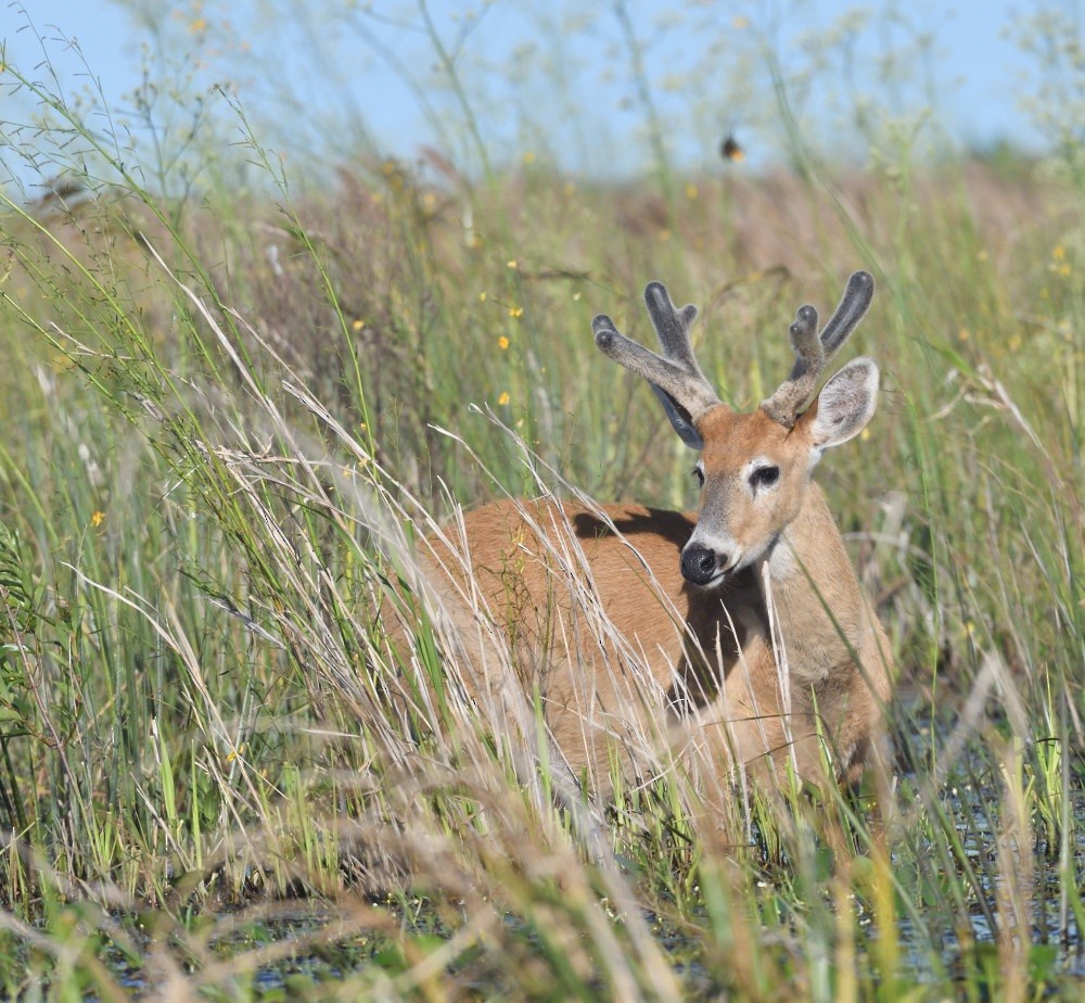 Marsh Deer - ML646475004