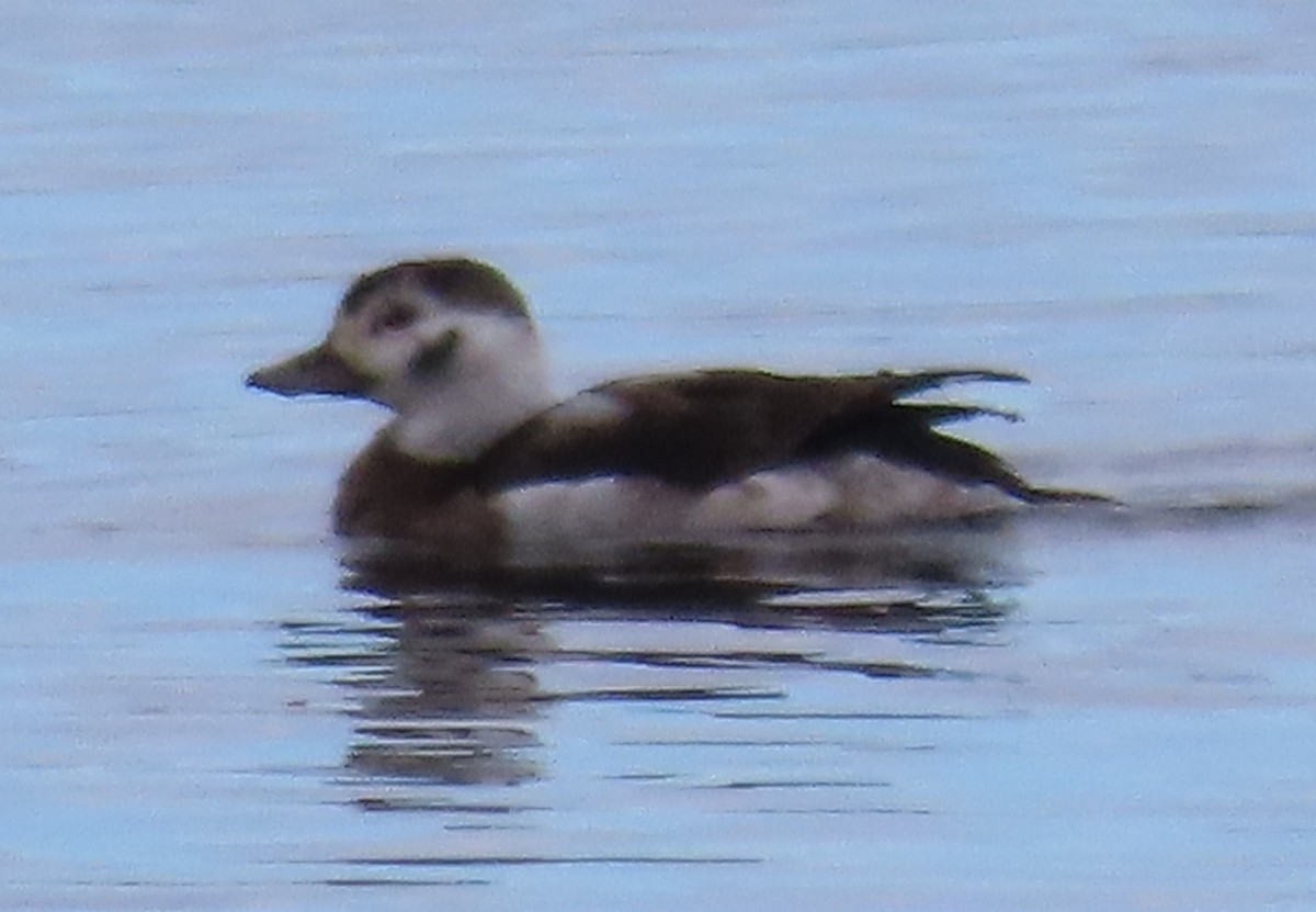 ברווז קרח - ML646475005