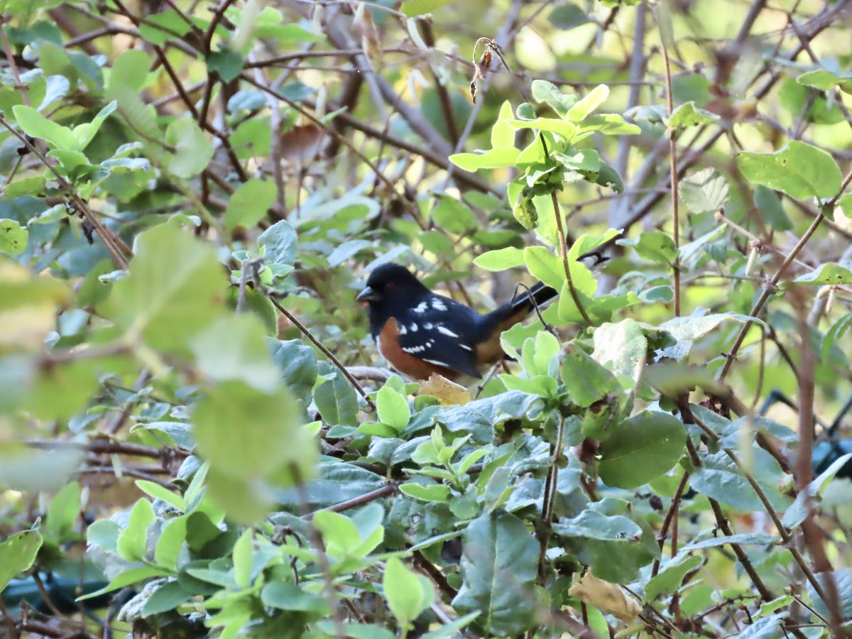 Spotted Towhee - ML646475010