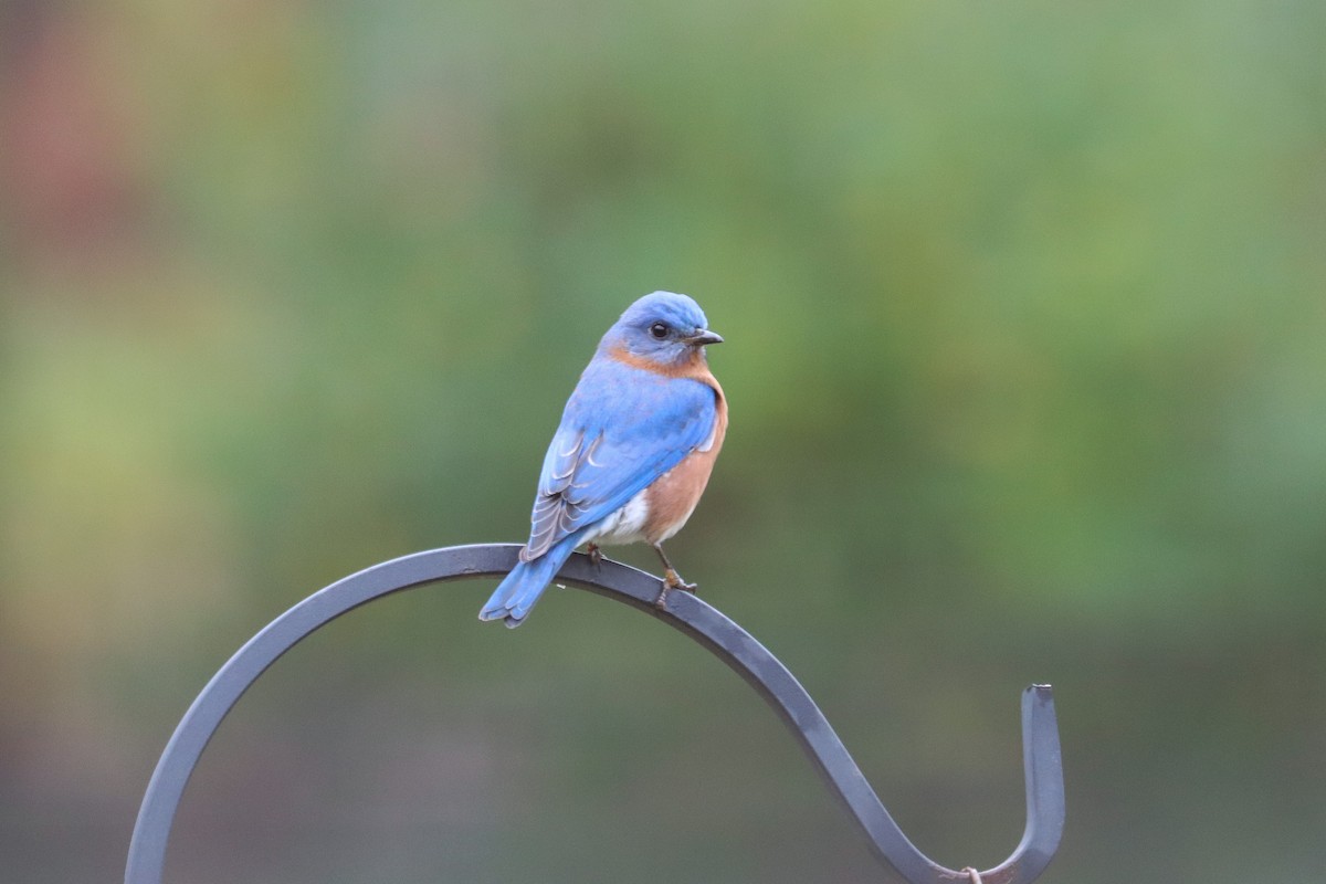 Eastern Bluebird - ML646475011