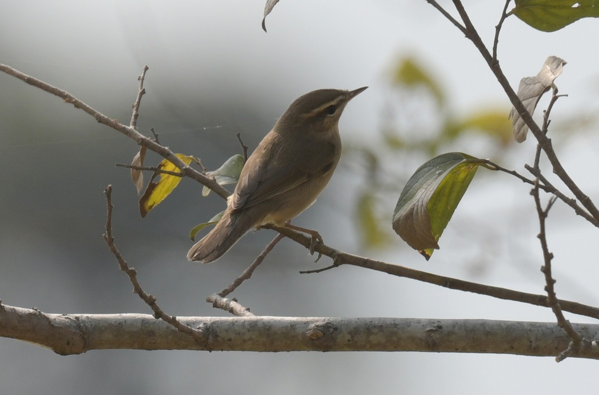 Dusky Warbler - ML646475012