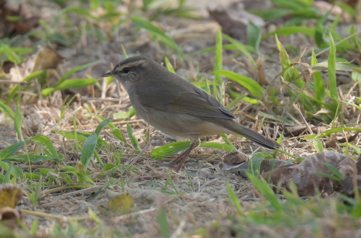 Dusky Warbler - ML646475013