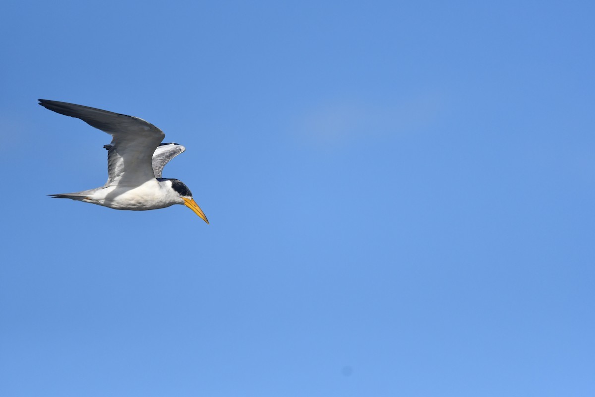 Large-billed Tern - ML646475014