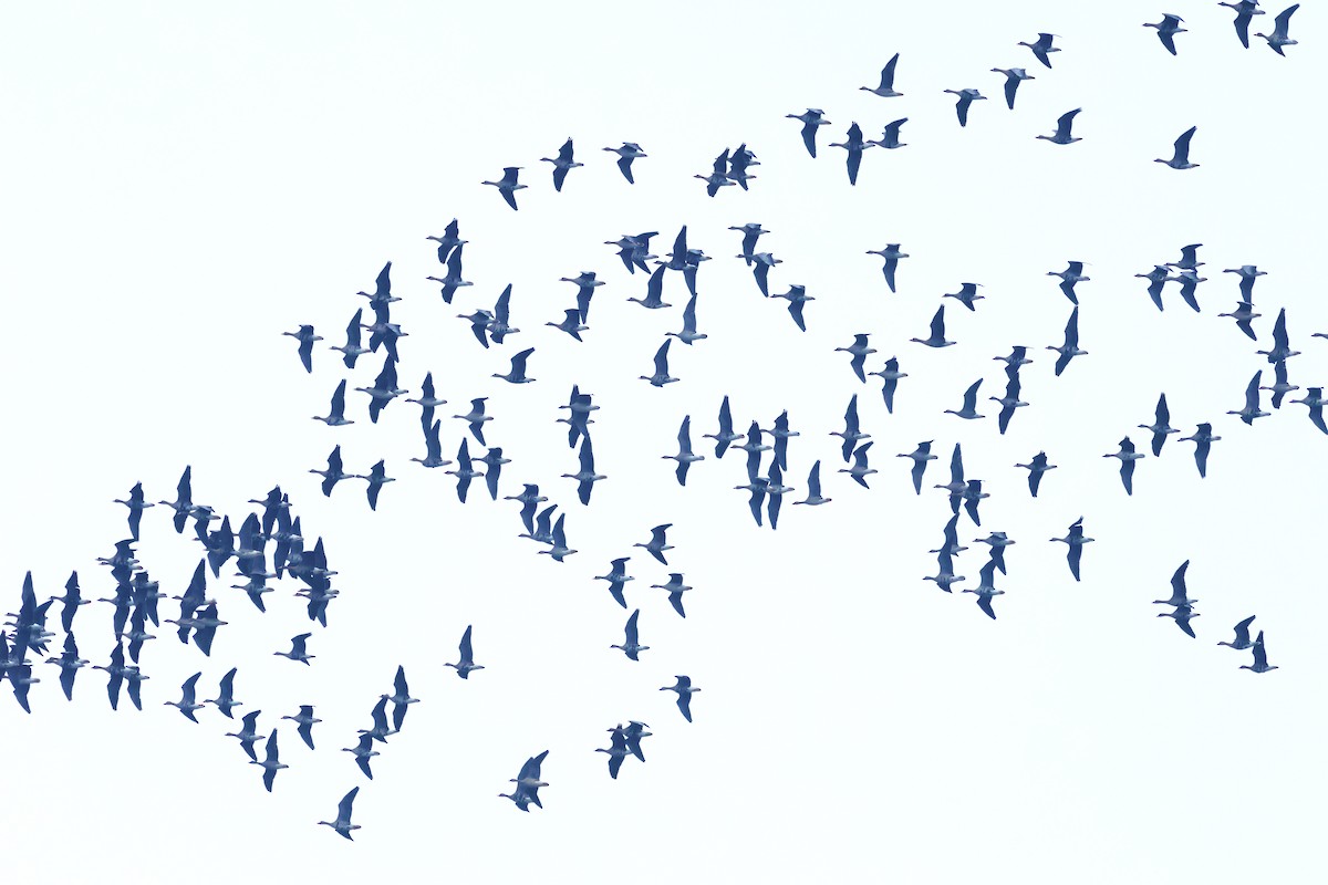 Greater White-fronted Goose - ML646475015