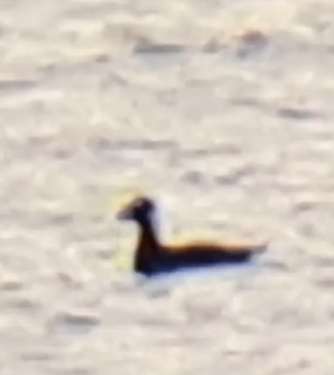 turpan pestrozobý - ML646475016