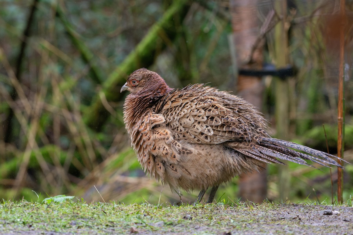 Fagiano comune - ML646475024