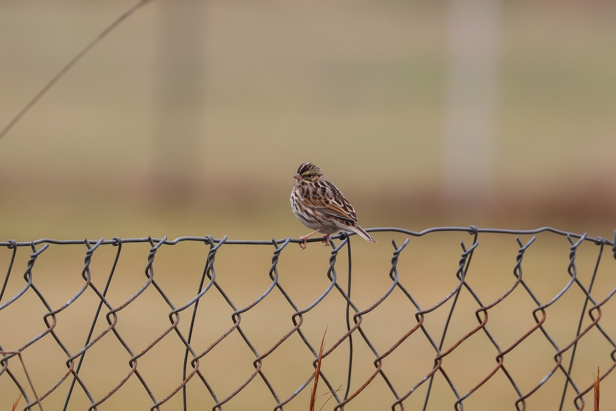 Chingolo Sabanero - ML646475025