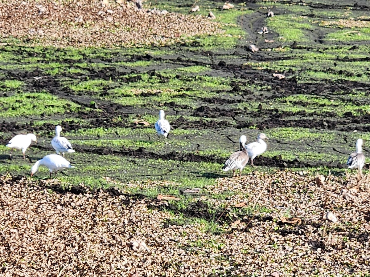 husa sněžní - ML646475026