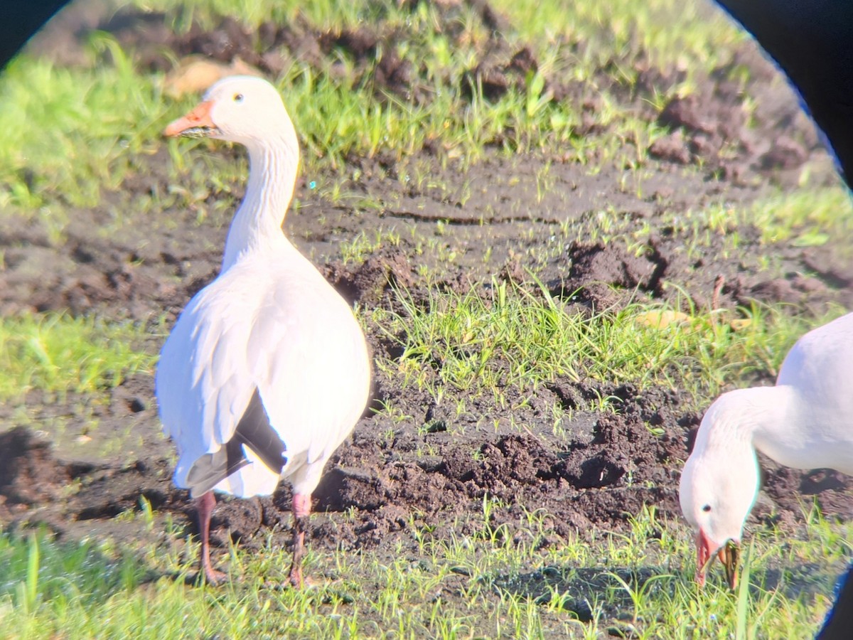 husa sněžní - ML646475027