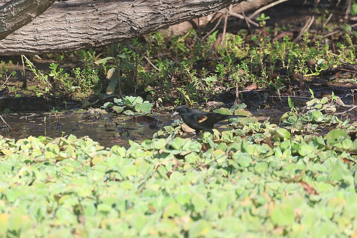 Red-winged Blackbird - ML646475033