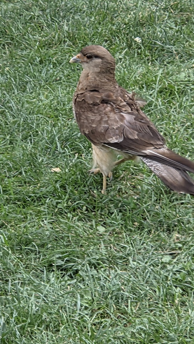 Chimango Caracara - ML646475034