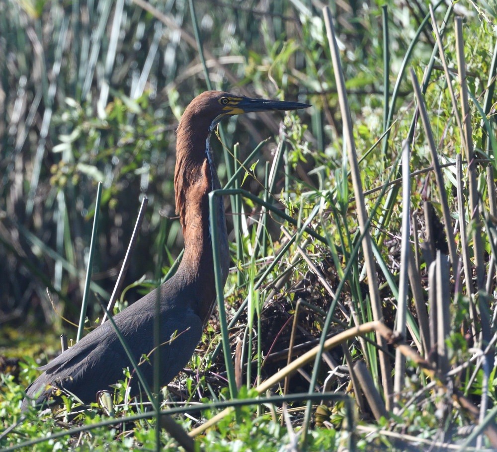 Rufescent Tiger-Heron - ML646475035