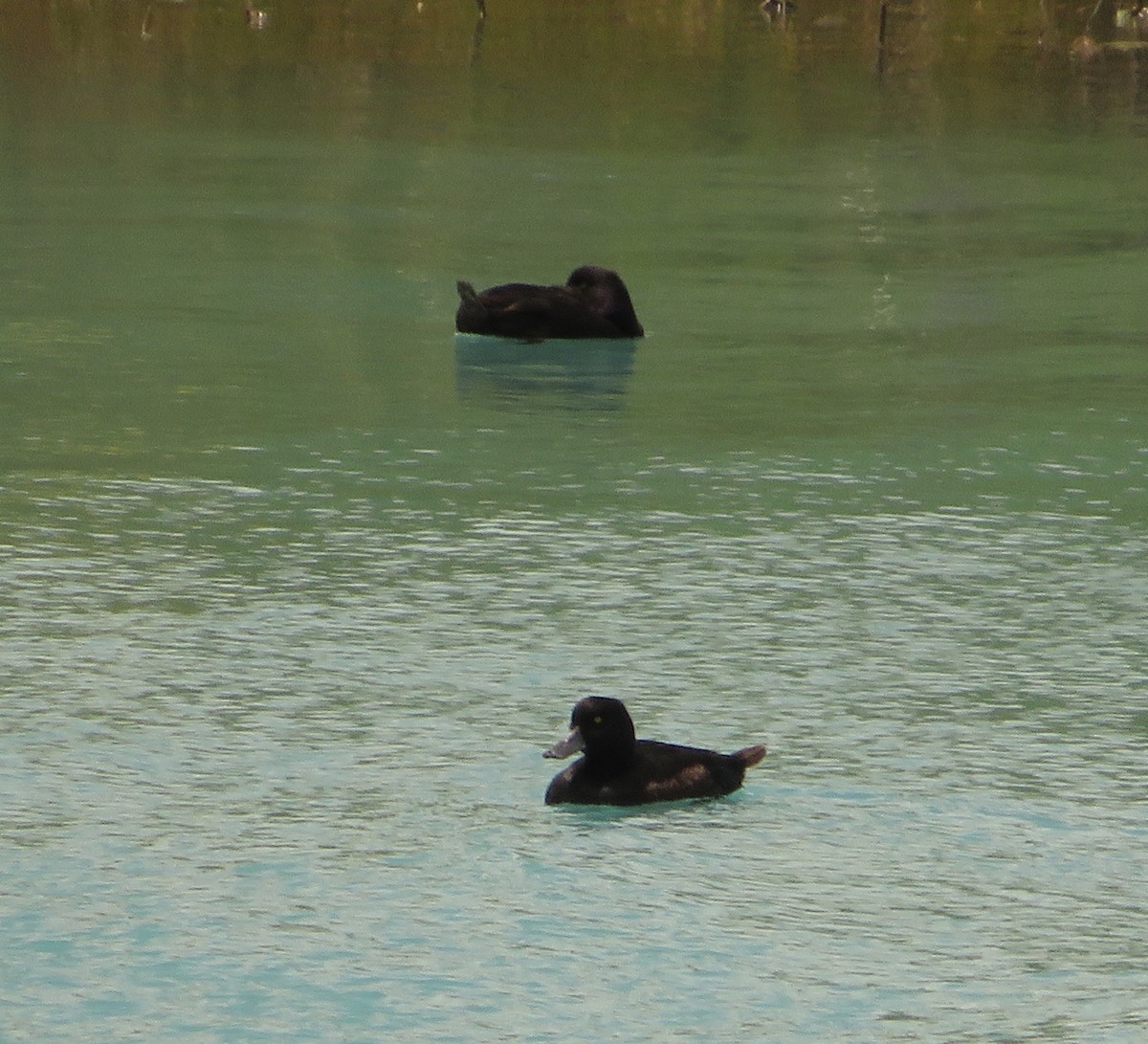 Murgilari zeelandaberritarra - ML646475037