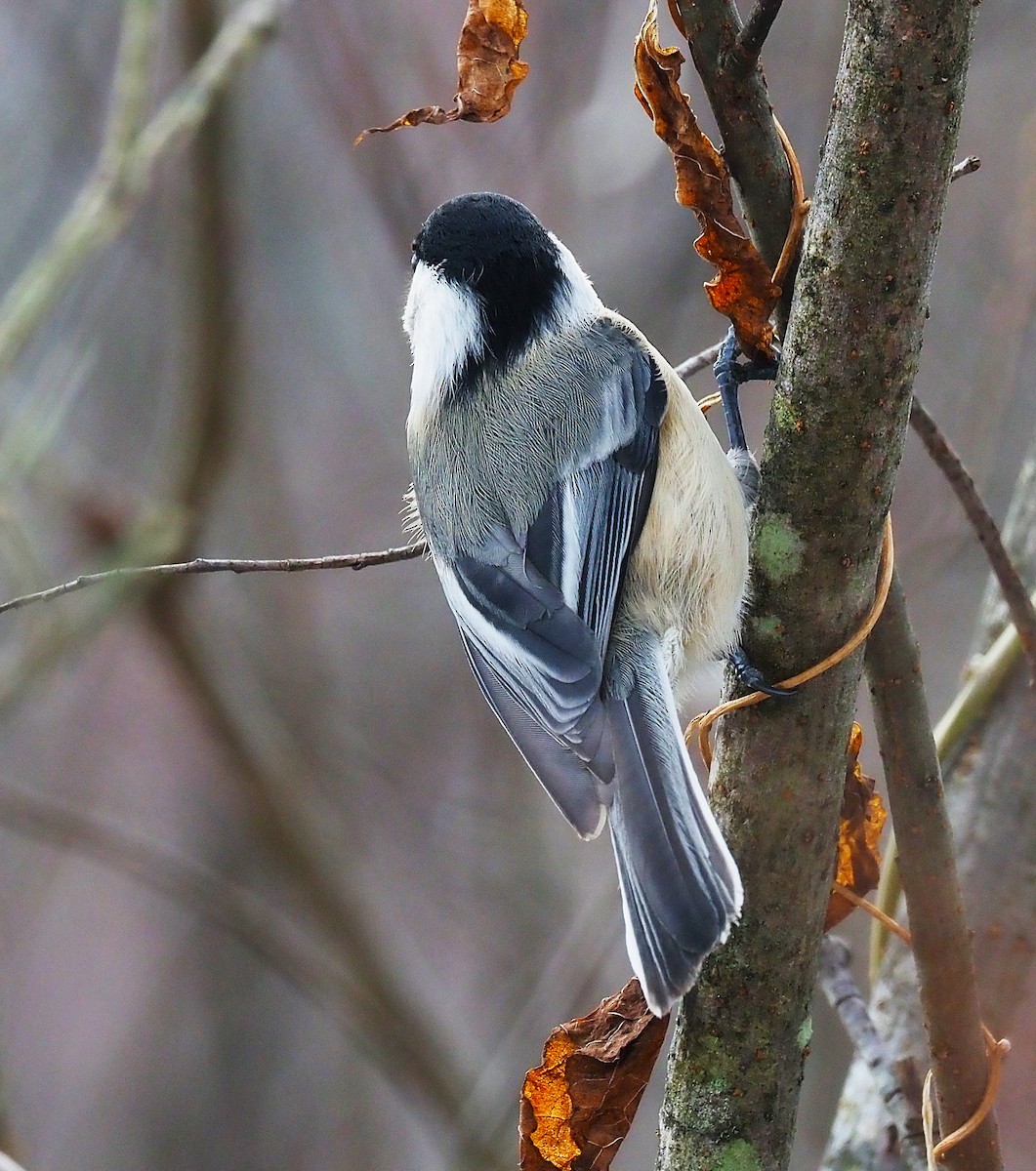 Black-capped Chickadee - ML646475038