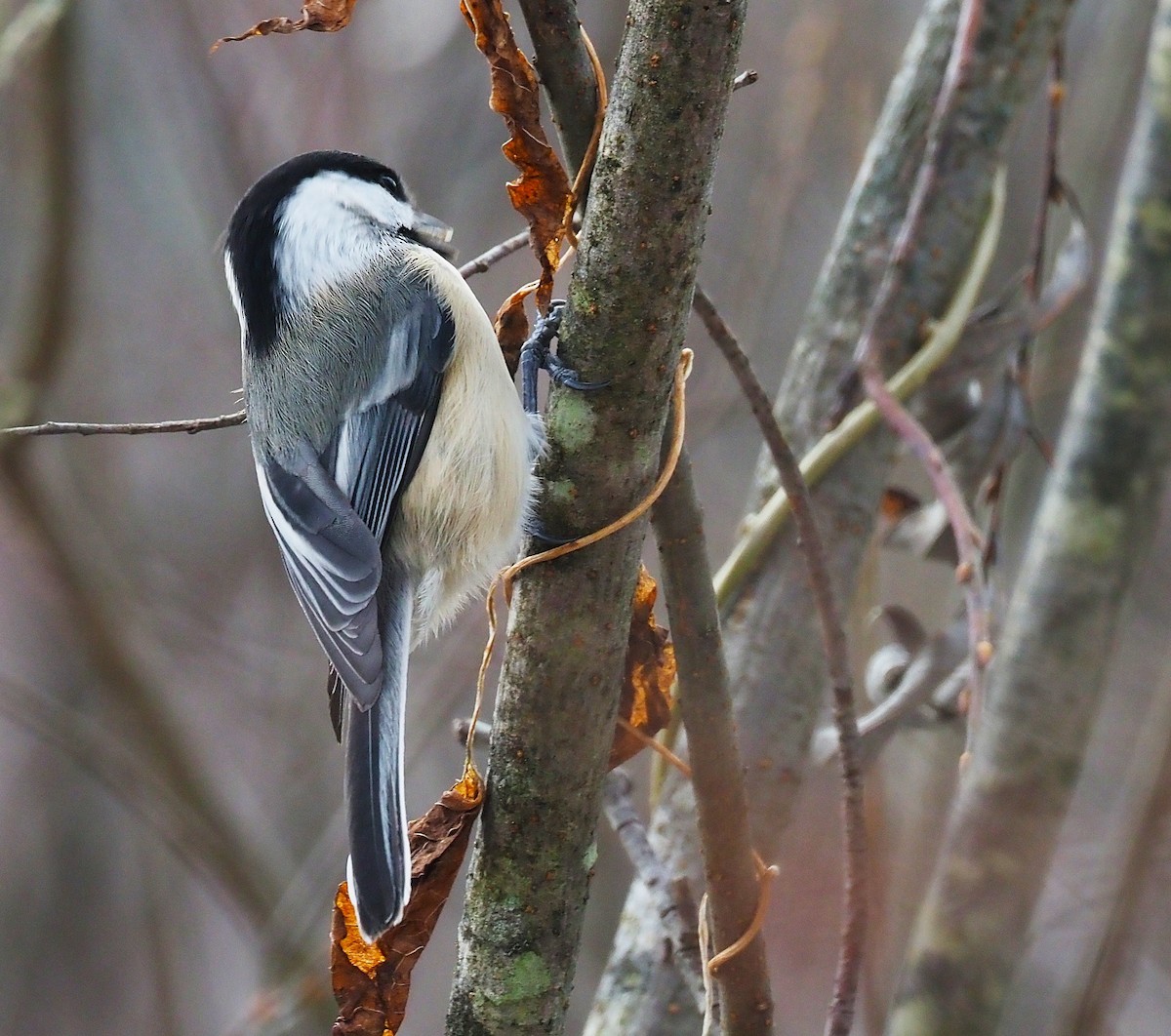 Black-capped Chickadee - ML646475039