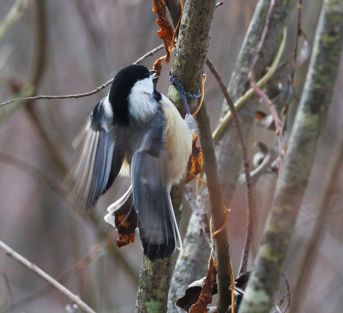 Black-capped Chickadee - ML646475040
