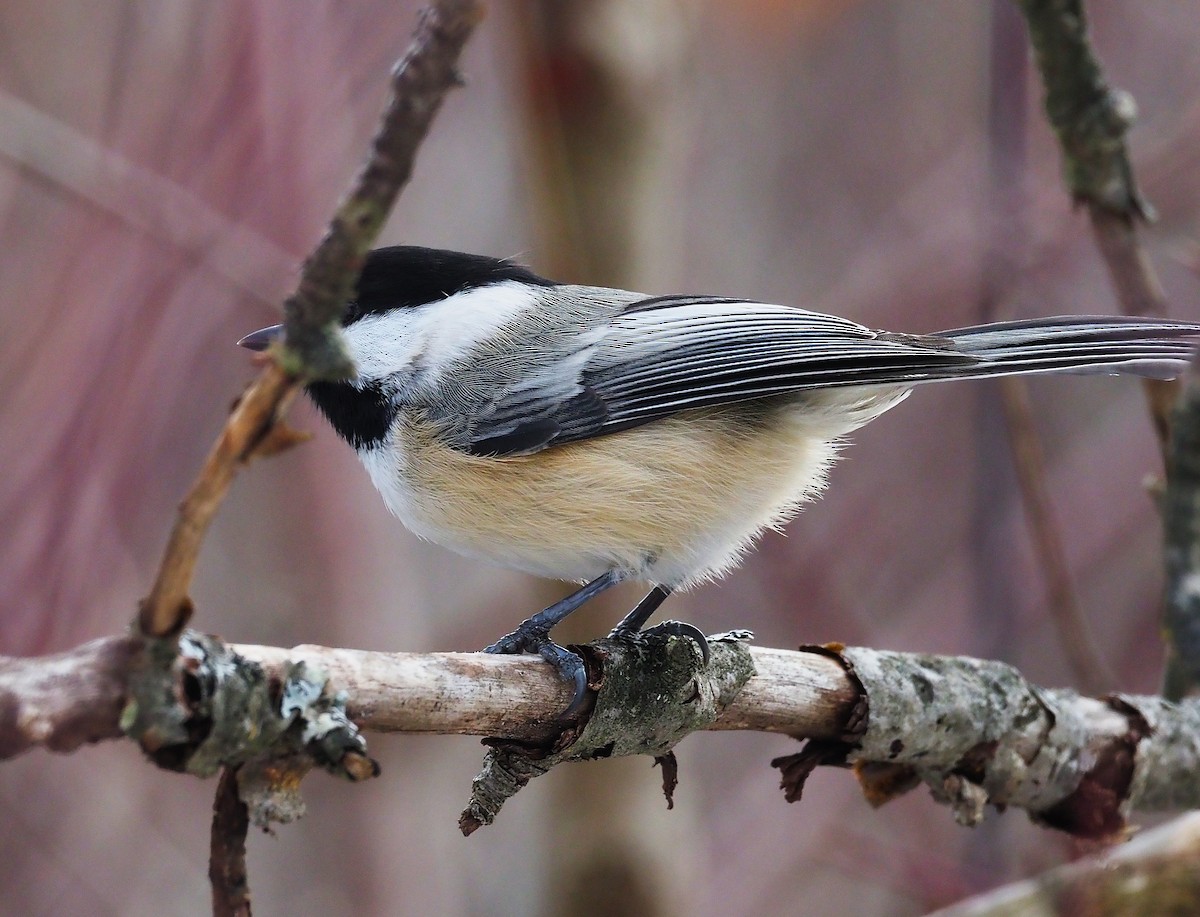 Black-capped Chickadee - ML646475041