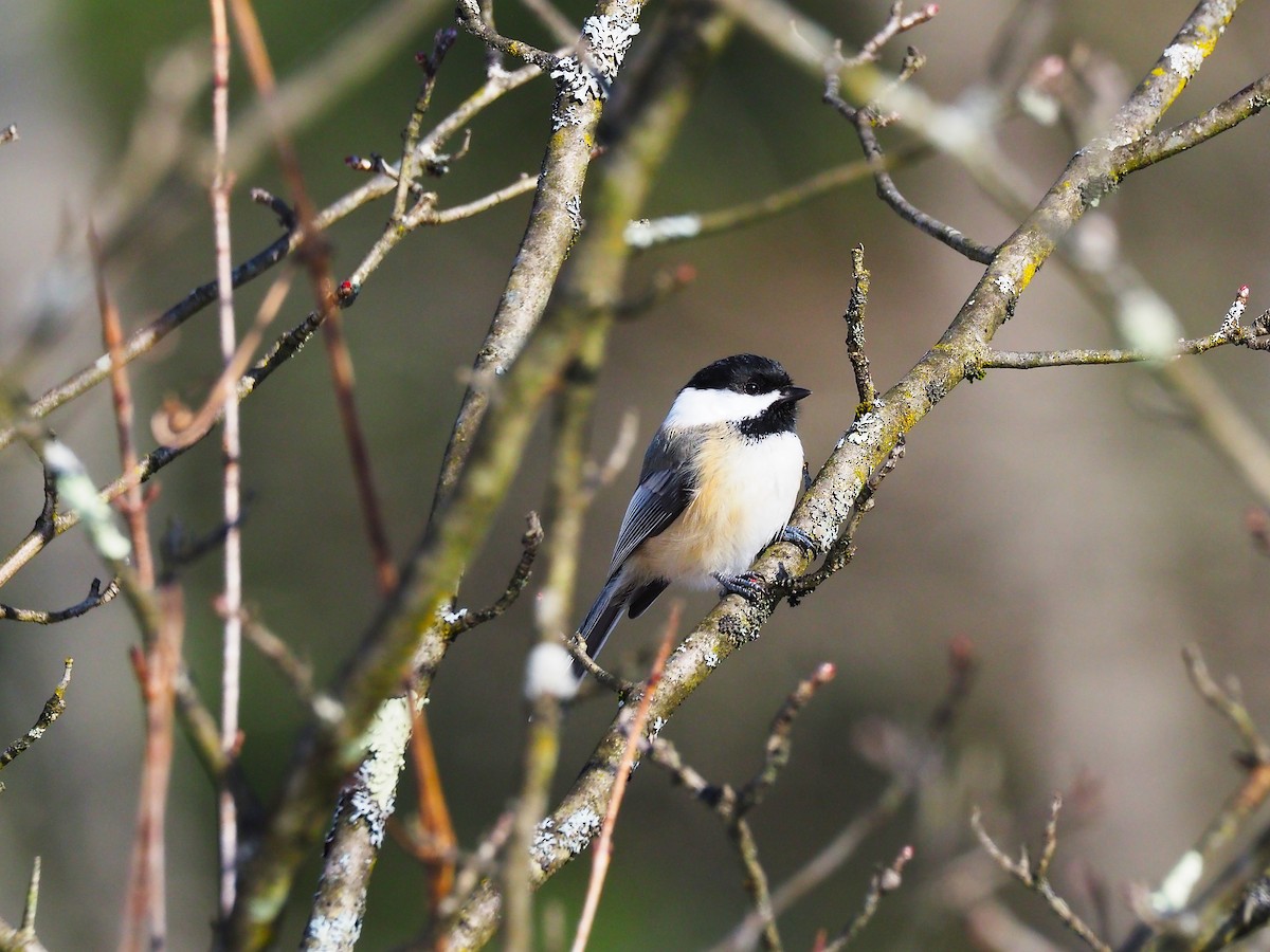 Black-capped Chickadee - ML646475042