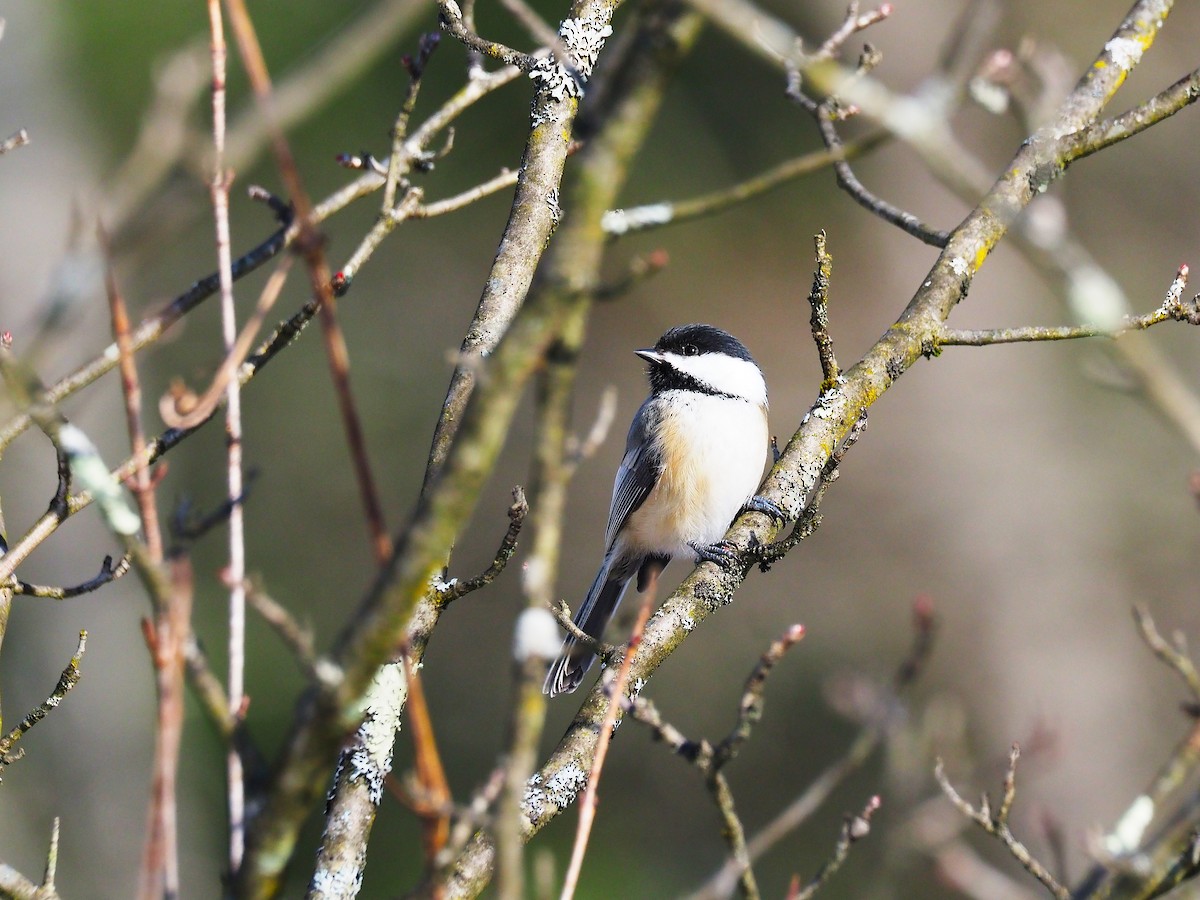Black-capped Chickadee - ML646475043