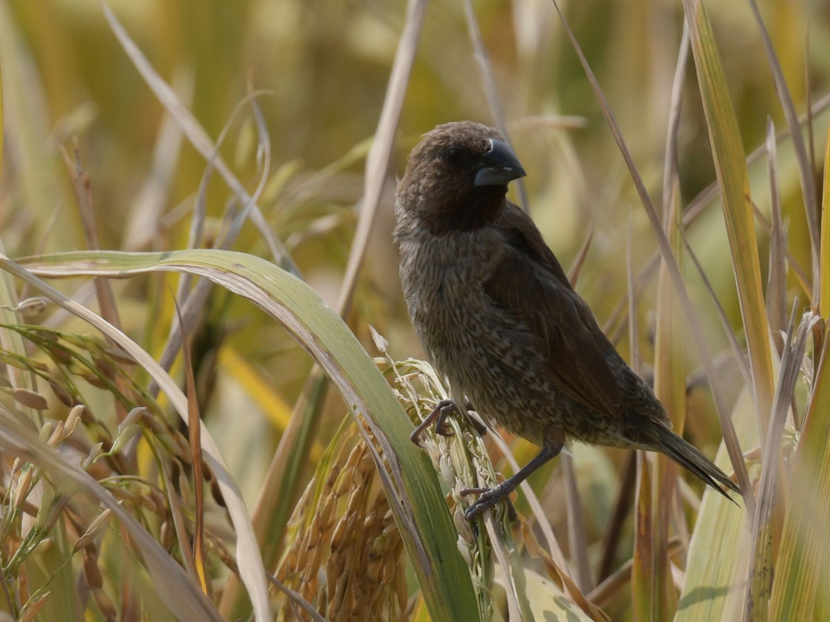 Scaly-breasted Munia - ML646475044