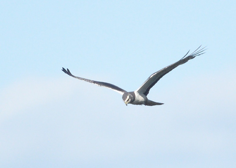 Long-winged Harrier - ML646475046