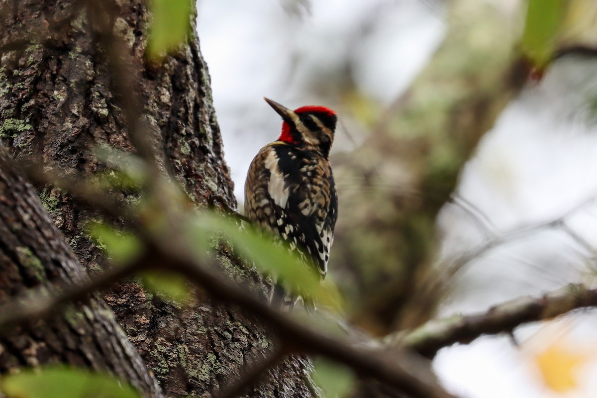 Yellow-bellied Sapsucker - ML646475047