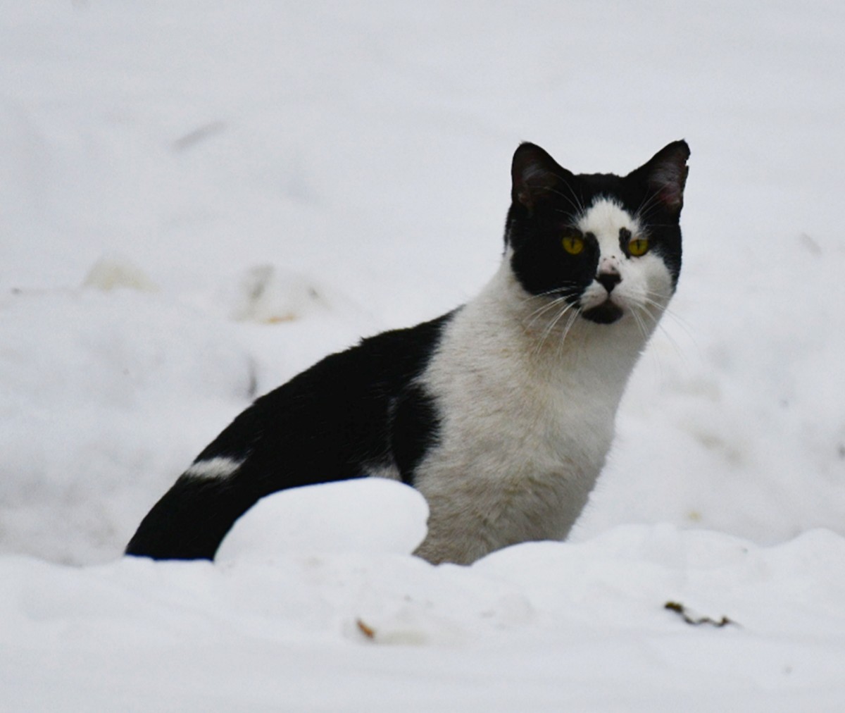 Animals - ML646475048