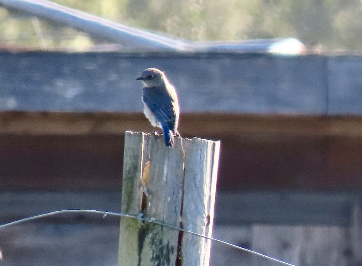 Western Bluebird - ML646475049
