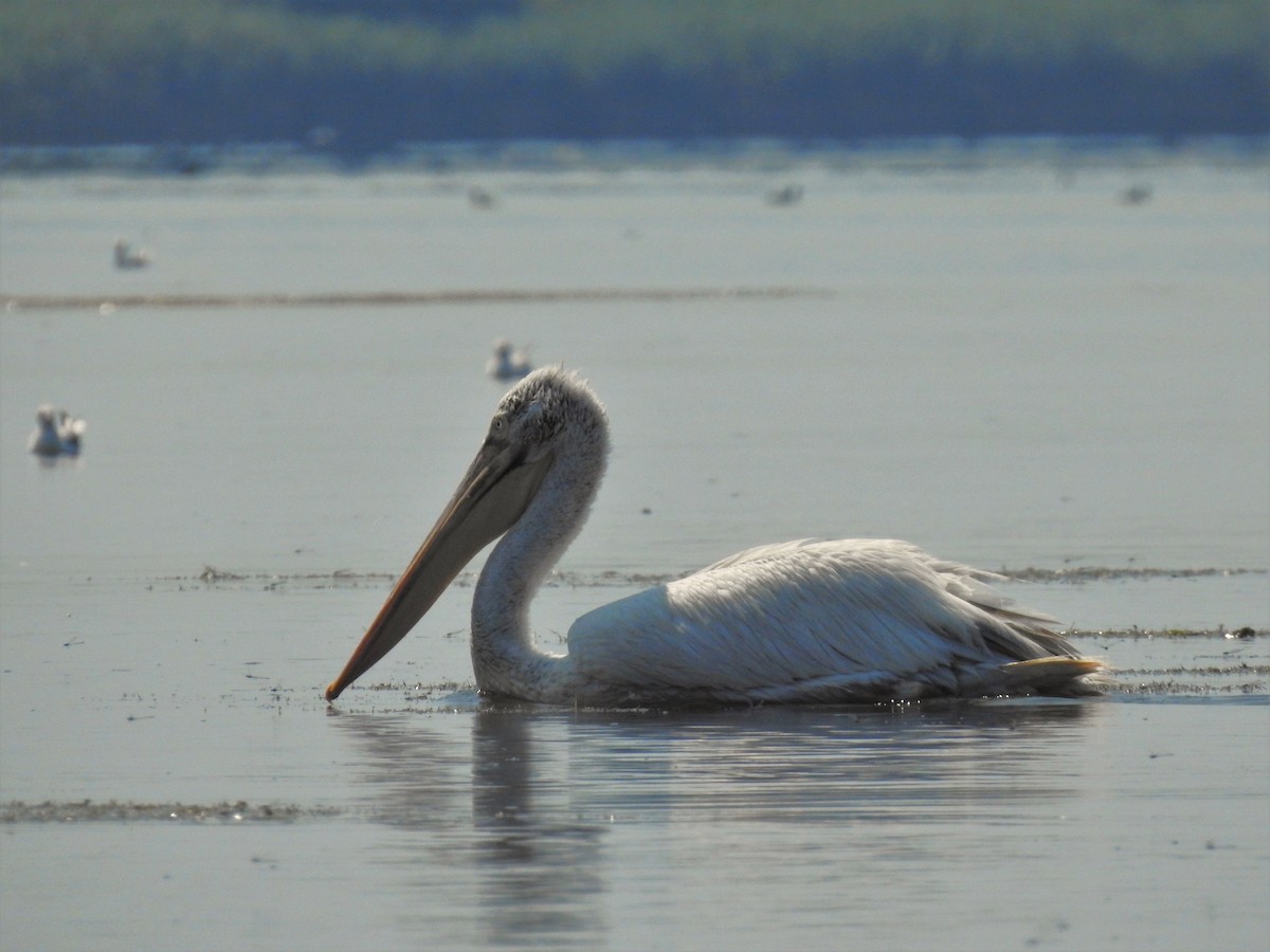 Dalmatian Pelican - ML646475050