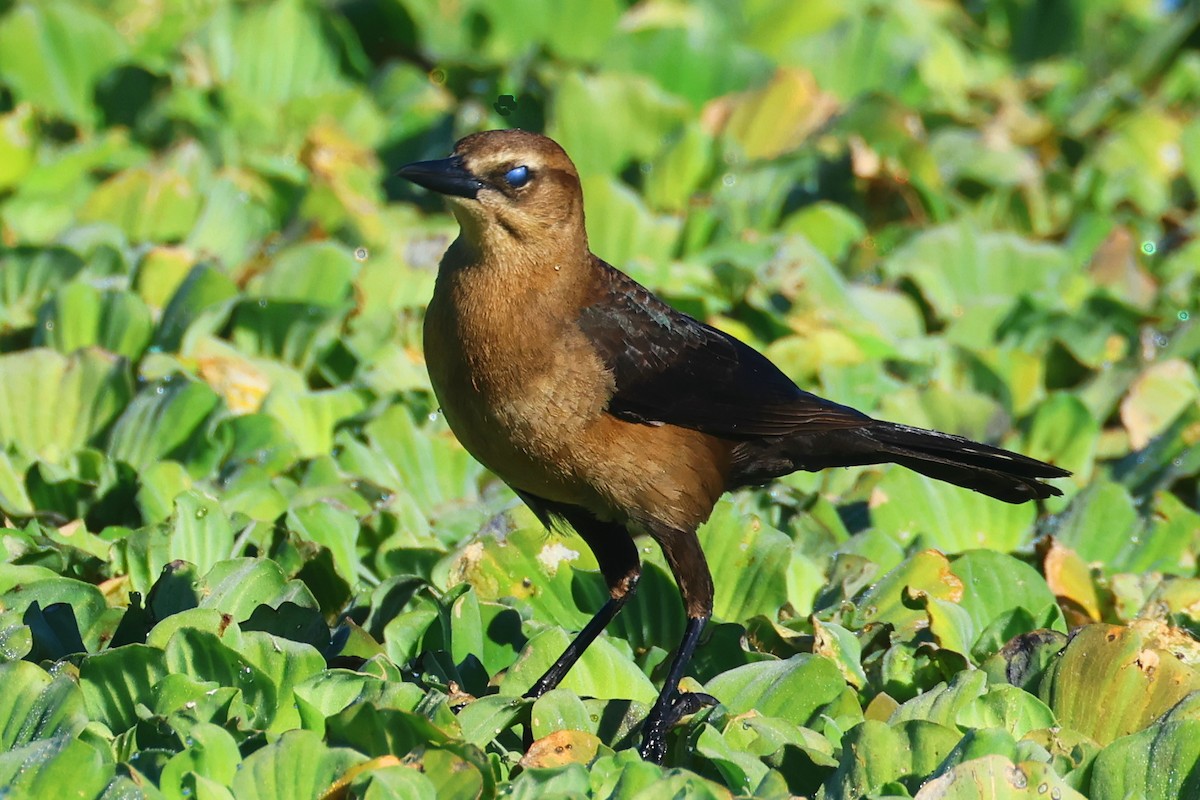 Boat-tailed Grackle - ML646475056