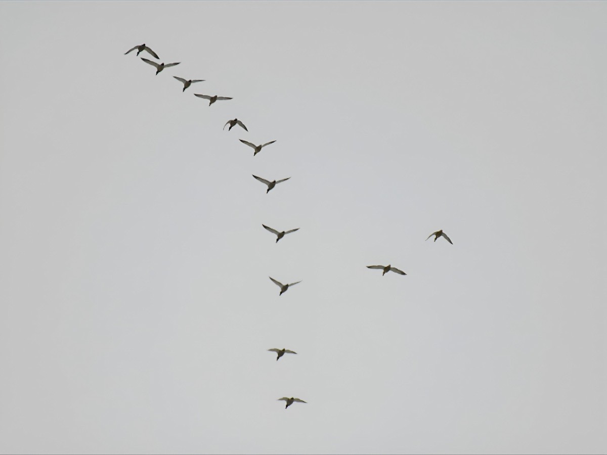 Mallard - ML646475062