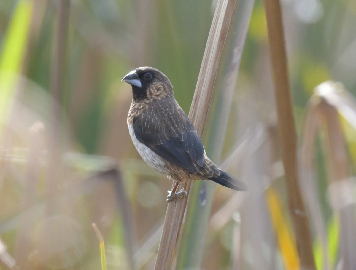 White-rumped Munia - ML646475065