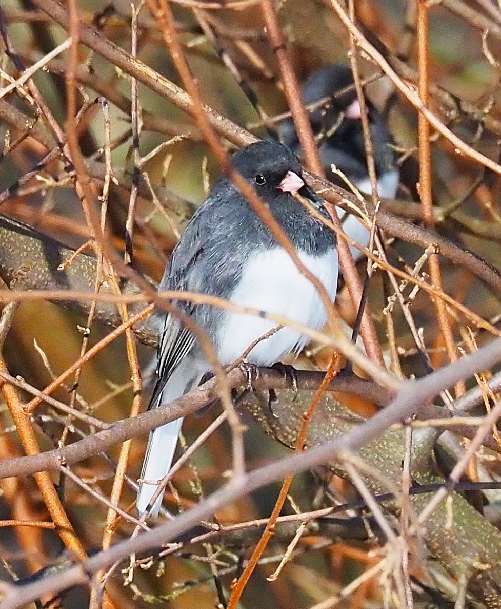 Dark-eyed Junco - ML646475068