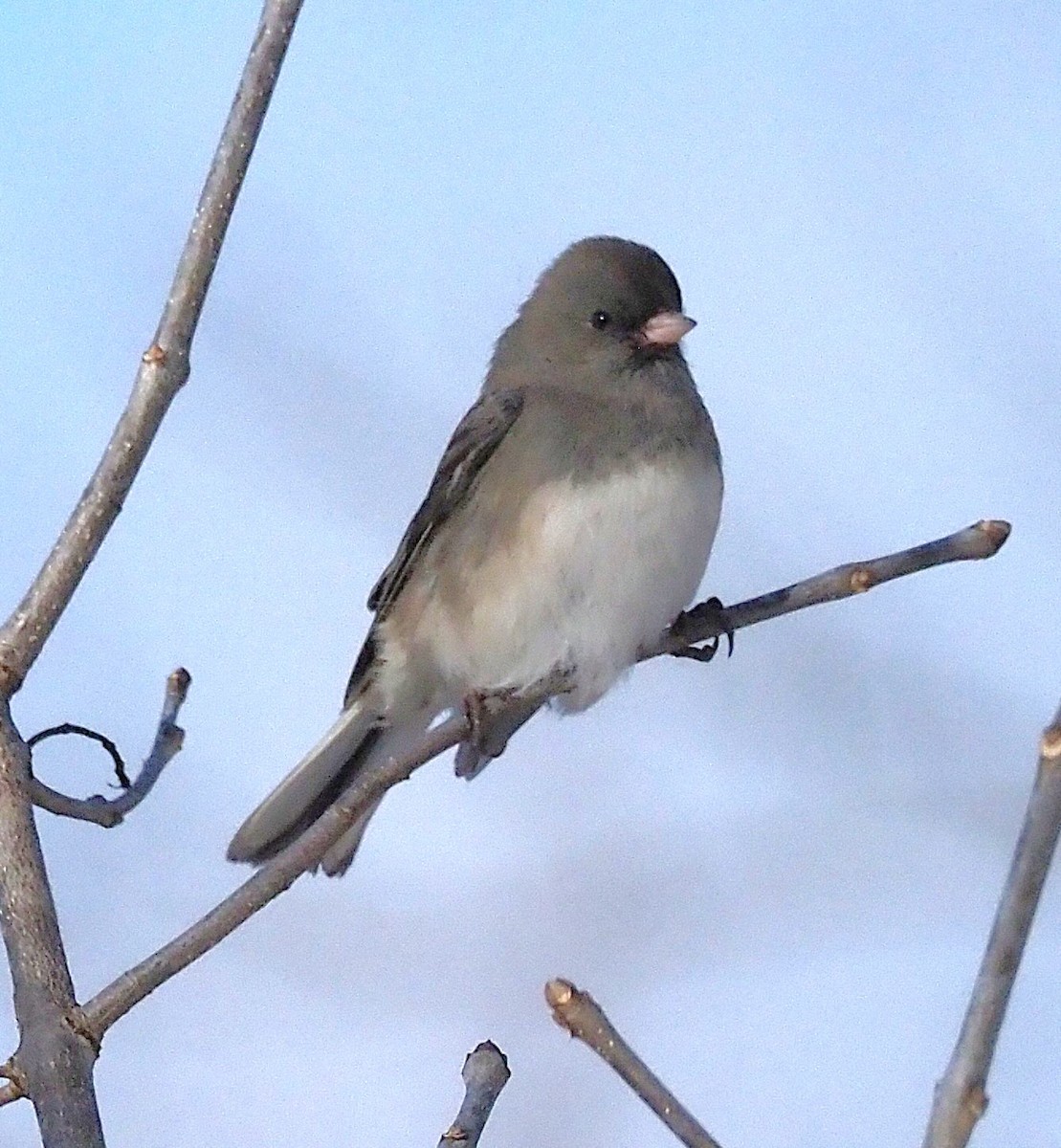 Dark-eyed Junco - ML646475069