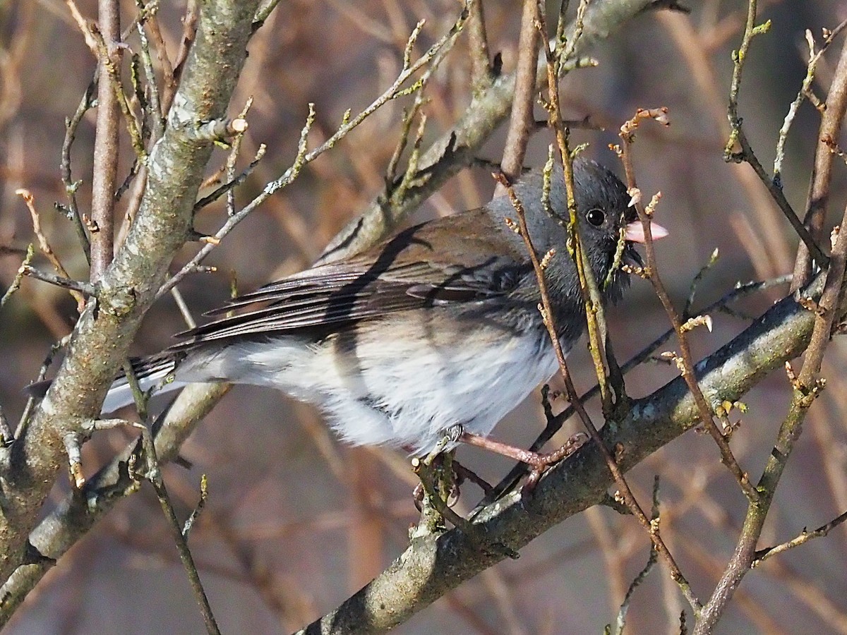 Dark-eyed Junco - ML646475070