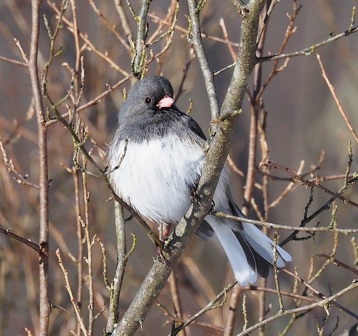 Dark-eyed Junco - ML646475071