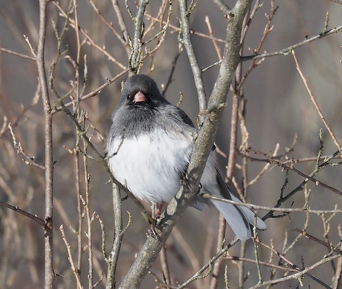 Dark-eyed Junco - ML646475072
