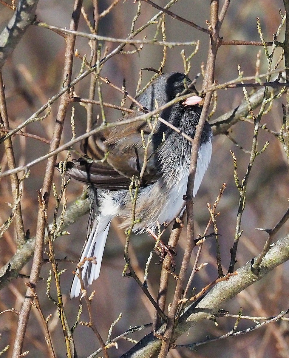 Dark-eyed Junco - ML646475073