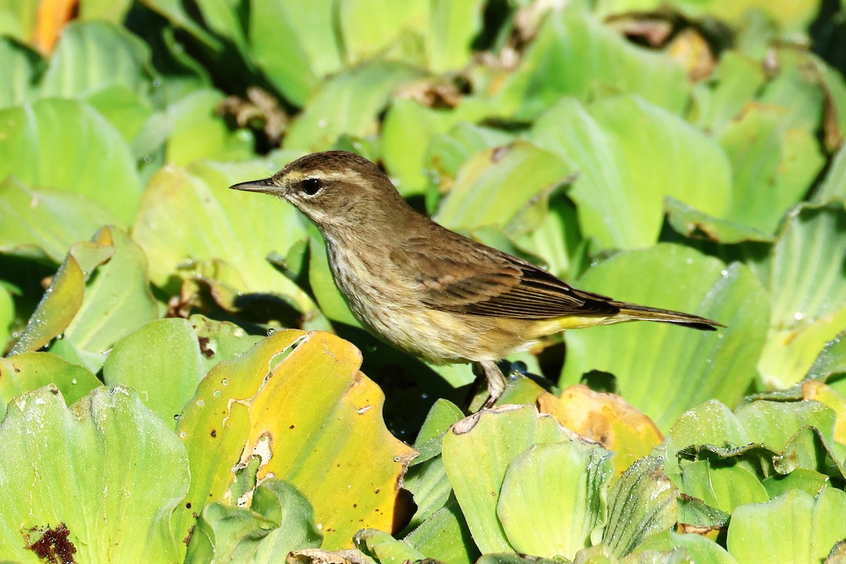 Palm Warbler - ML646475094