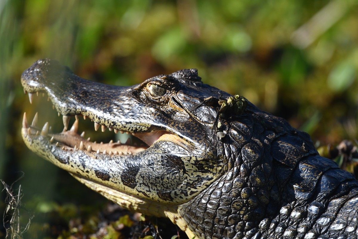 Caimano jacarè - ML646475097