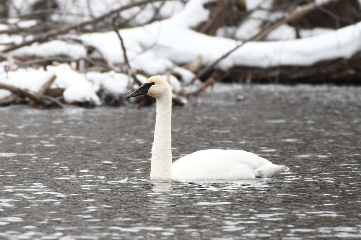 Trumpeter Swan - ML646475098