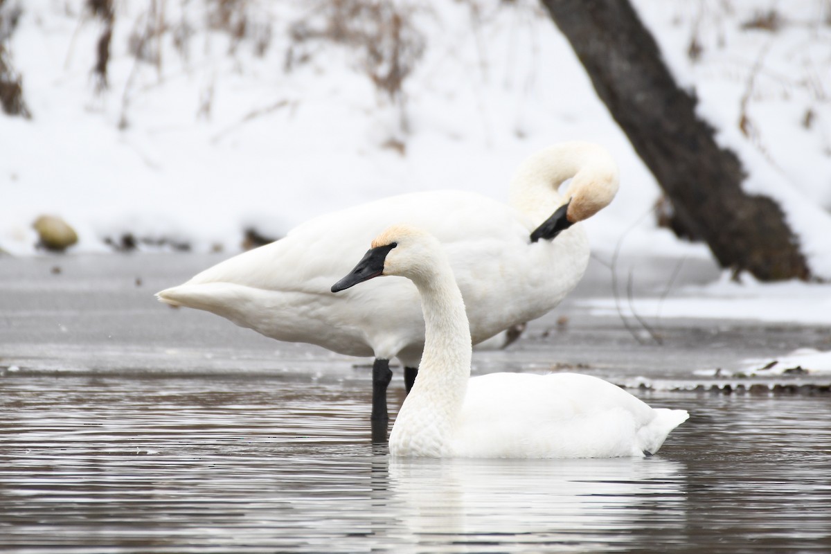 Trumpeter Swan - ML646475099